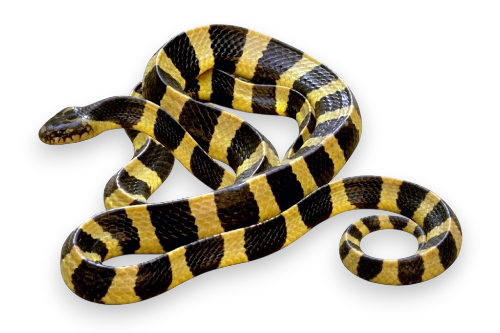 Banded Krait (Bungarus fasciatus)