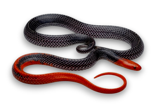 Red-headed Krait (Bungarus flaviceps)