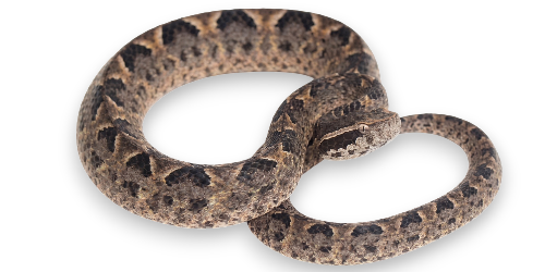 Malayan Pit Viper (Calloselasma rhodostoma)