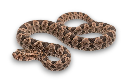 Wirot's Pit Viper (Craspedocephalus wirotii)