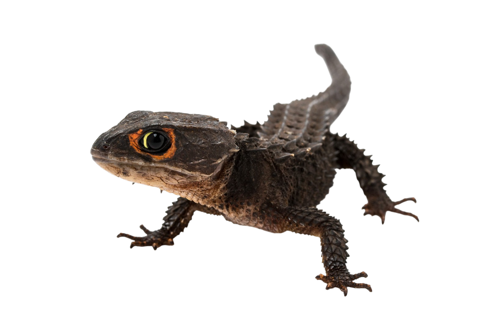 Red-eyed Crocodile Skink (CB) (Tribolonotus novaeguineae)