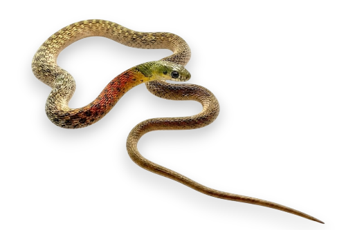 Red-necked Keelback (Rhabdophis subminiatus)