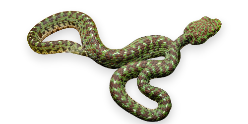 Rough-scaled Pit Viper (Trimeresurus ciliaris)