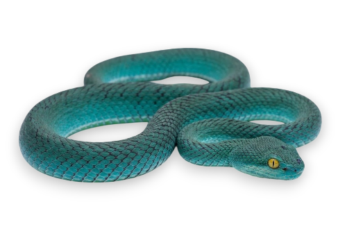 Cryptic Pit Viper (Trimeresurus cryptographicus)