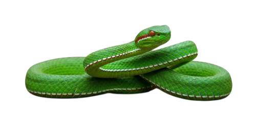 Gumprecht's Pit Viper (Trimeresurus gumprechti)