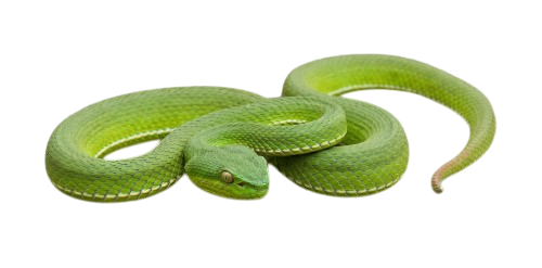 Large-eyed Pit Viper (Trimeresurus macrops)
