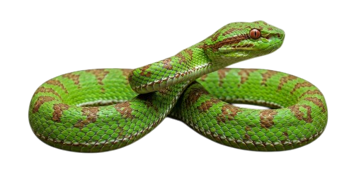 Phuket Pit Viper (Trimeresurus phuketensis)