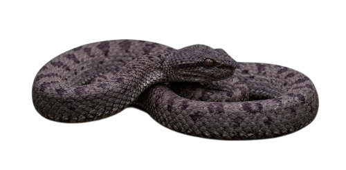 Mangrove Pit Viper (Trimeresurus purpureomaculatus)