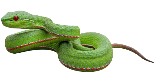 Lana Green Pit Viper (Trimeresurus stejnegeri)