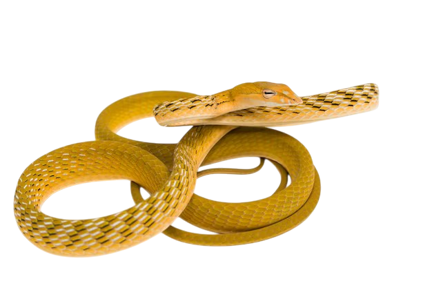 Oriental Whip Snake (Ahaetulla prasina)