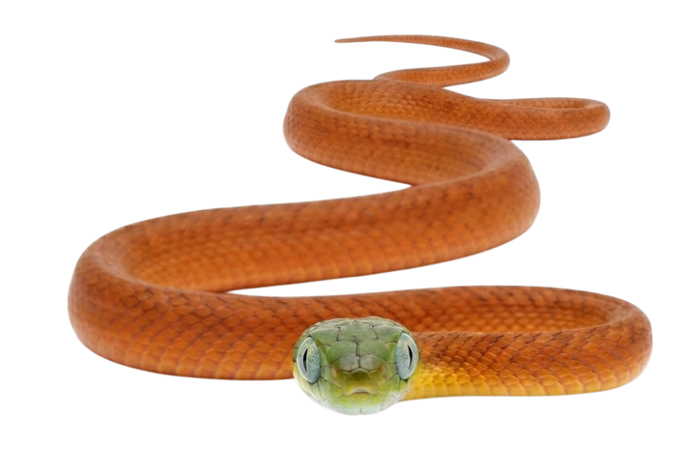 Green Cat Snake (Boiga cyanea)