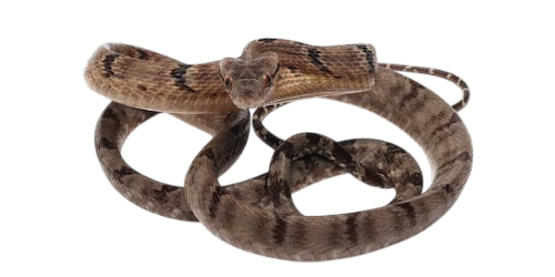 Dog-toothed Cat Snake (Boiga cynodon)