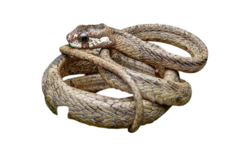 Gold-ringed Cat Snake (Boiga dendrophila gemmicincta)