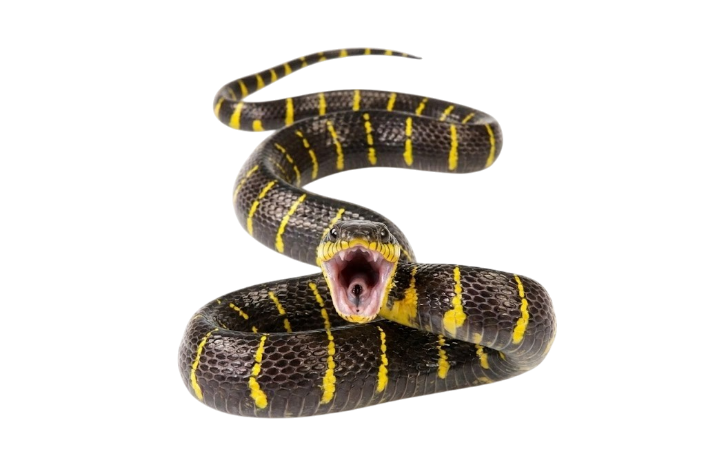 Mangrove Cat Snake (Boiga dendrophila melanota)