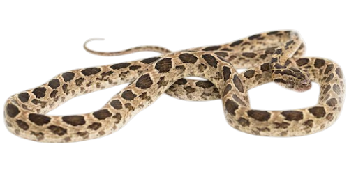 Many-spotted Cat Snake (Boiga multomaculata)