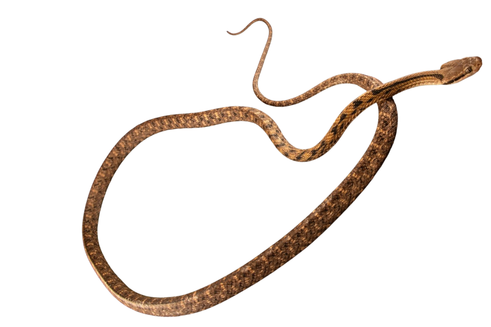 Siamese Cat Snake (Boiga siamensis)