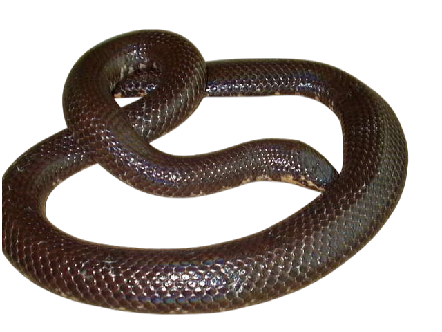 Asian Pipe Snake (Cylindrophis ruffus)