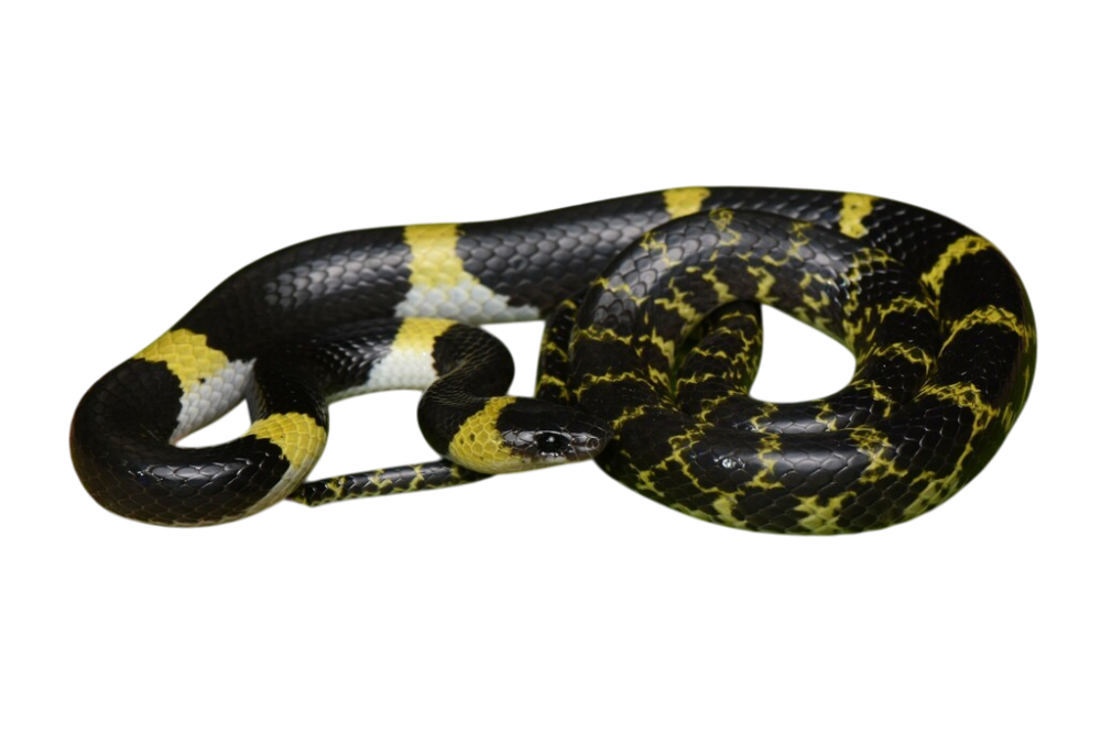 Laotian Wolf Snake (Lycodon laoensis)