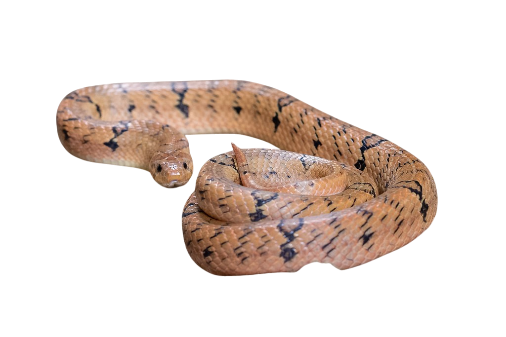 Banded Kukri Snake (Oligodon fasciolatus)