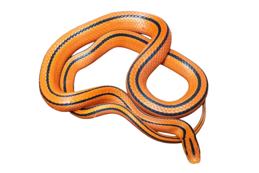 Cox's Bamboo Rat Snake (Oreocryptophis porphyraceus coxi)