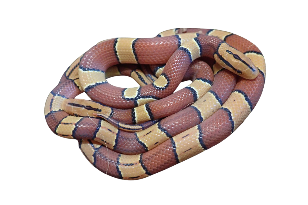 Broad-banded Bamboo Rat Snake (Oreocryptophis porphyraceus laticinctus)