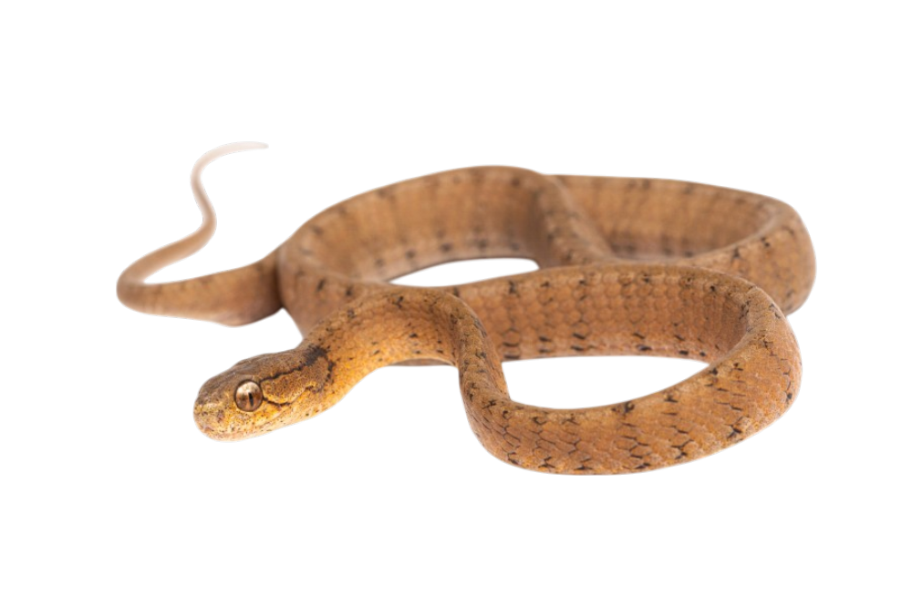 Keeled Slug Snake (Pareas carinatus)