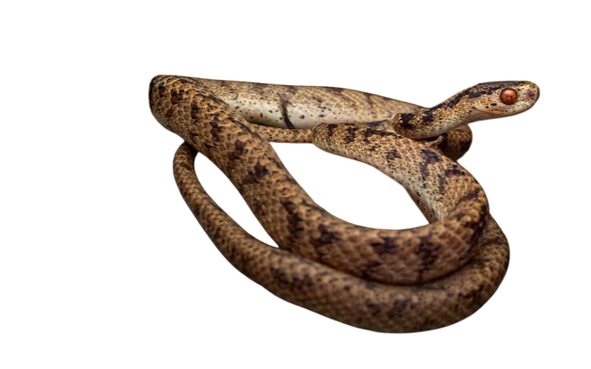 Twin-spotted Slug Snake (Pareas geminatus)