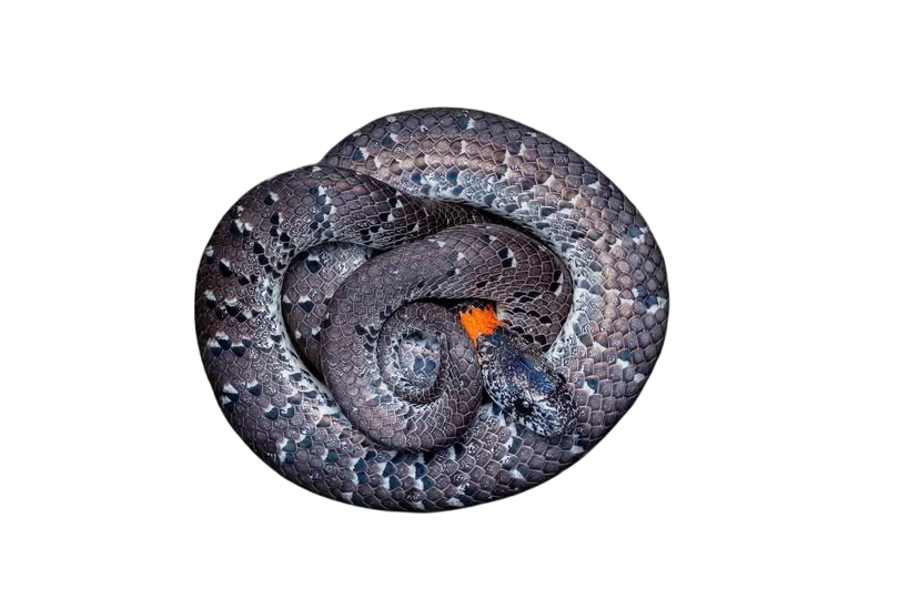 White-spotted Slug Snake (Pareas margaritophorus)