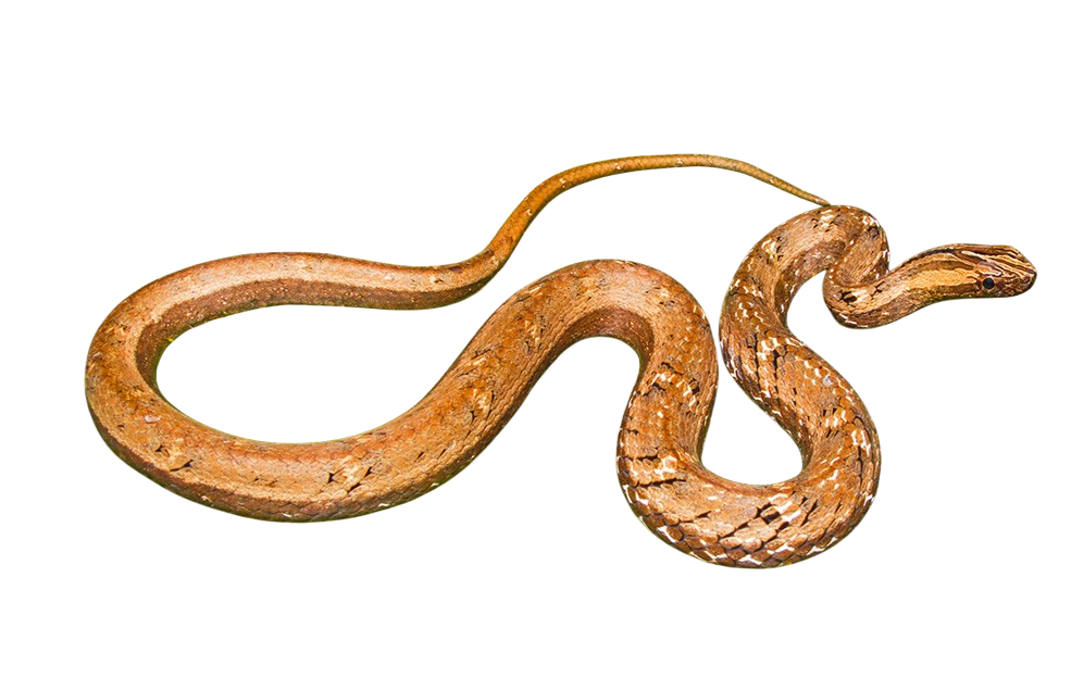 Mock Viper (Psammodynastes pulverulentus)