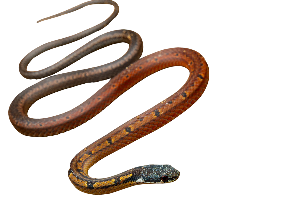 Black-headed Reed Snake (Sibynophis melanocephalus)