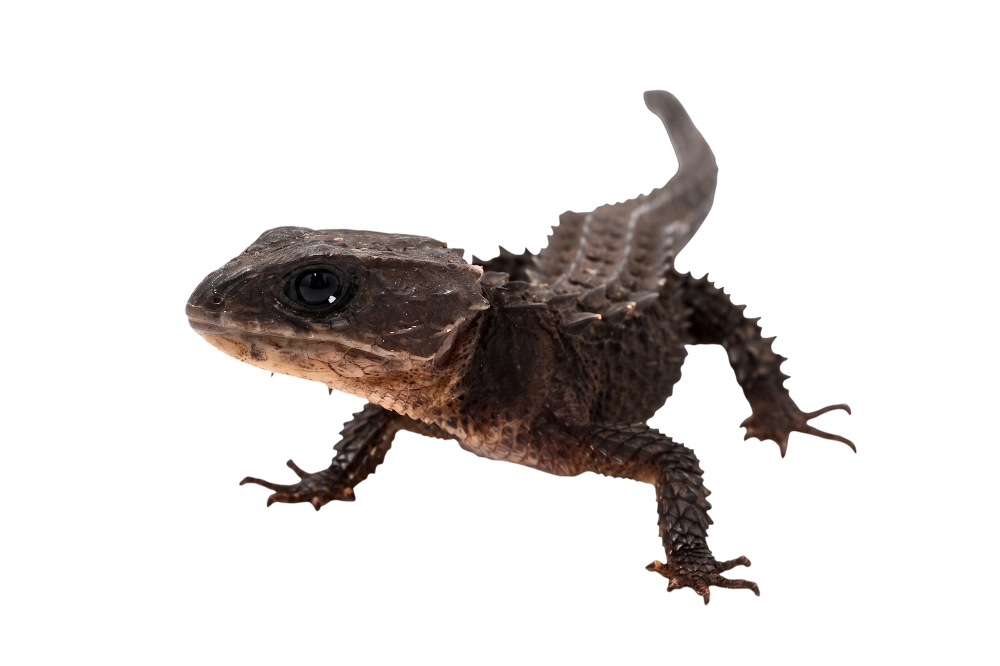 White-eyed Crocodile Skink (CB) (Tribolonotus novaeguineae)