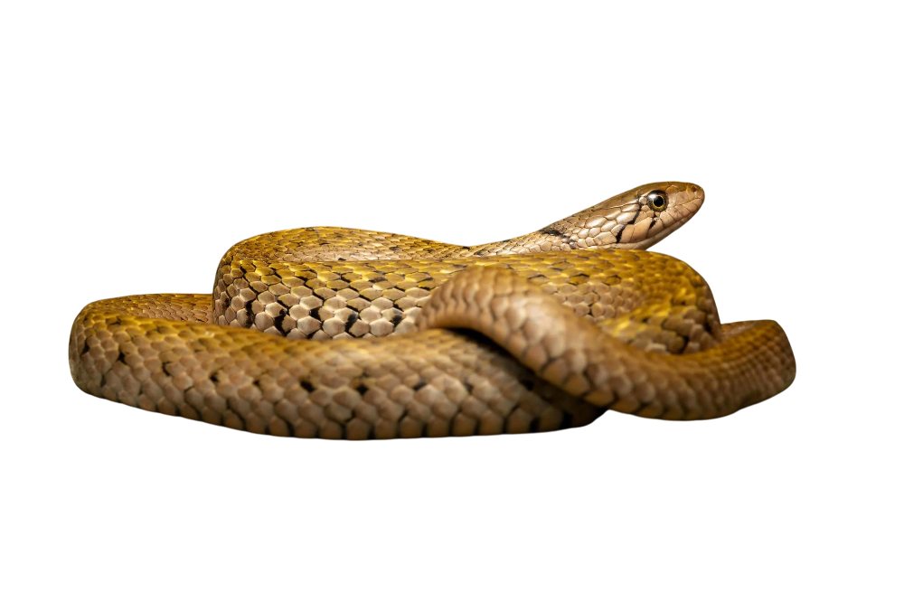 Yellow-spotted Keelback (Xenochrophis flavipunctatus)