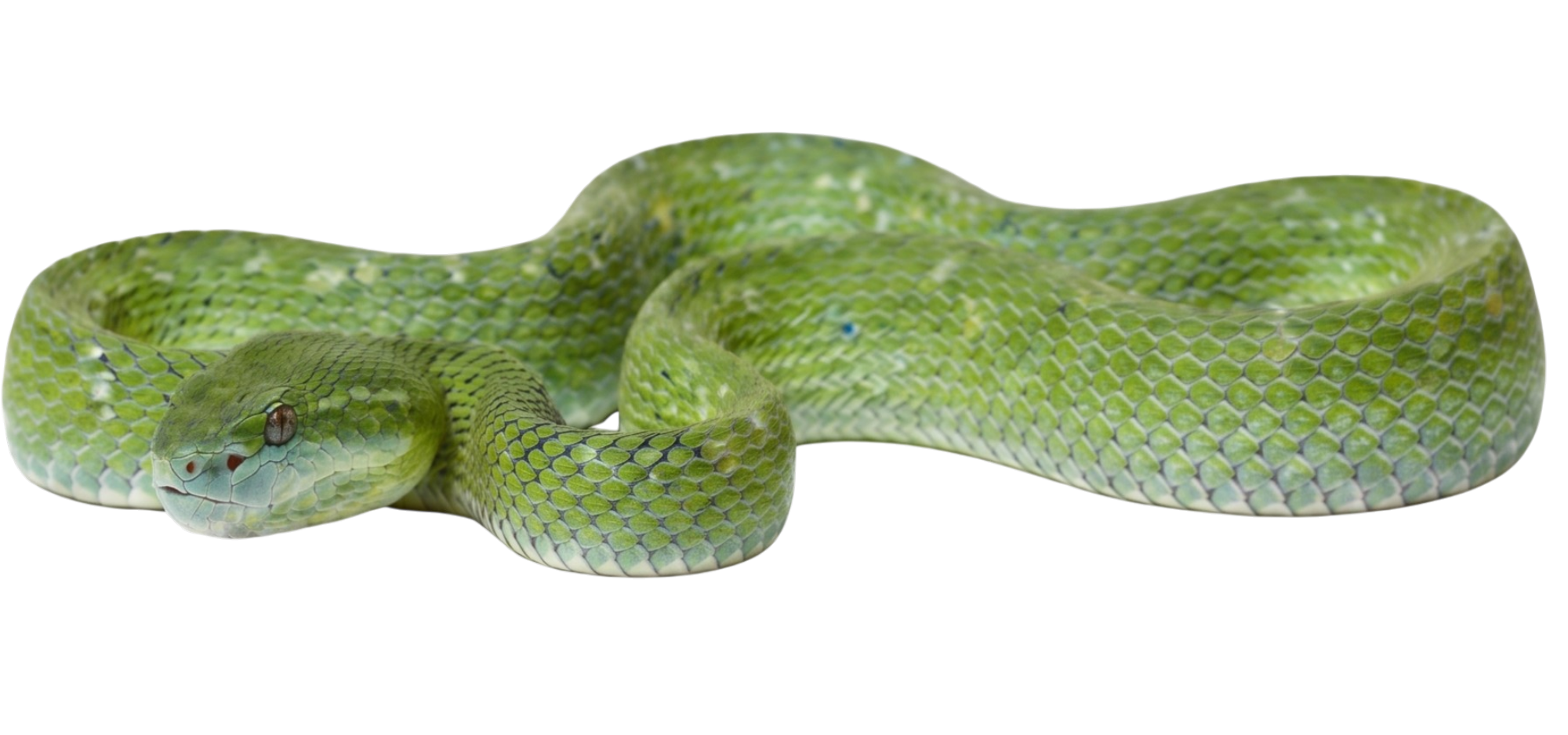 Hagen's Pit Viper (Trimeresurus hageni)